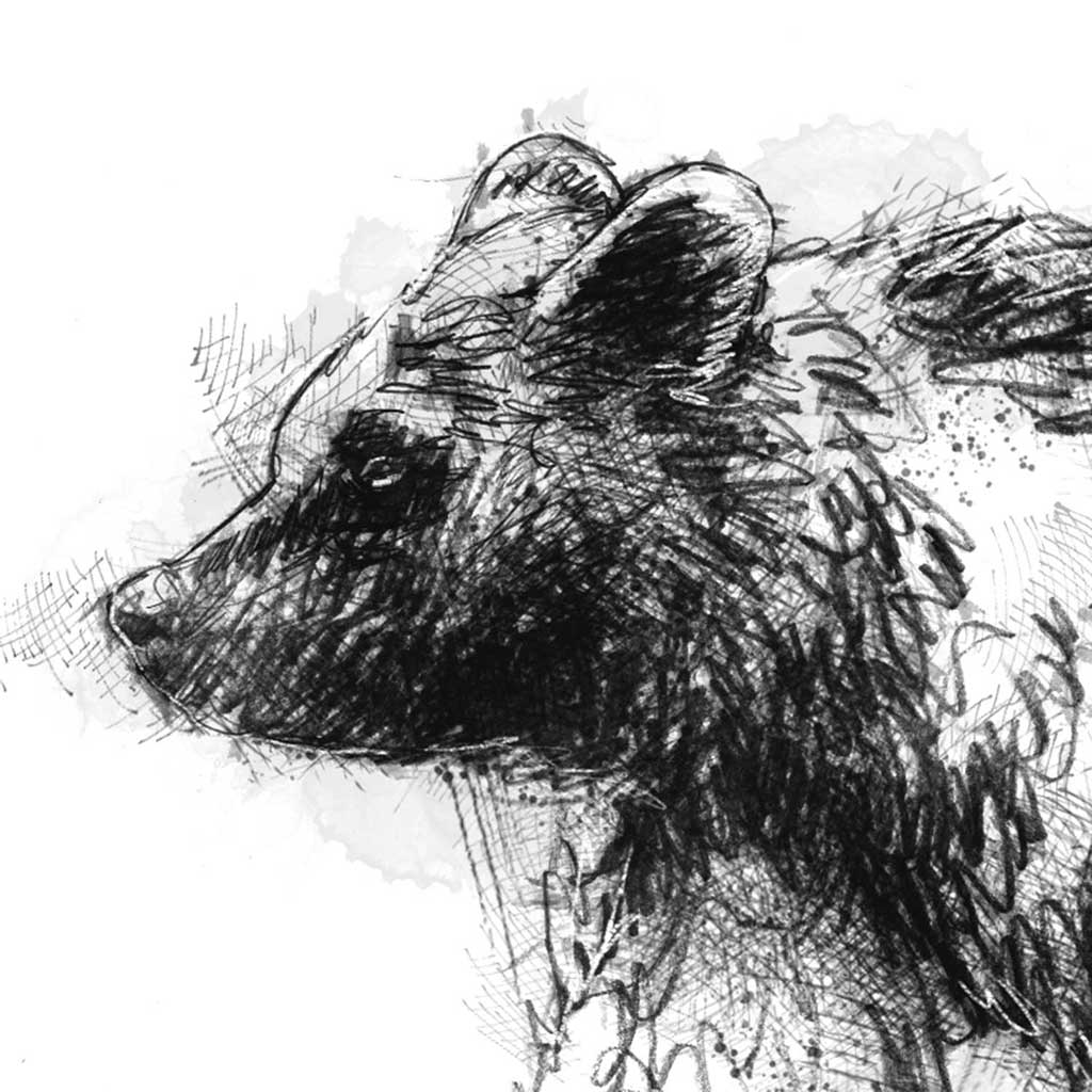 Brown bear