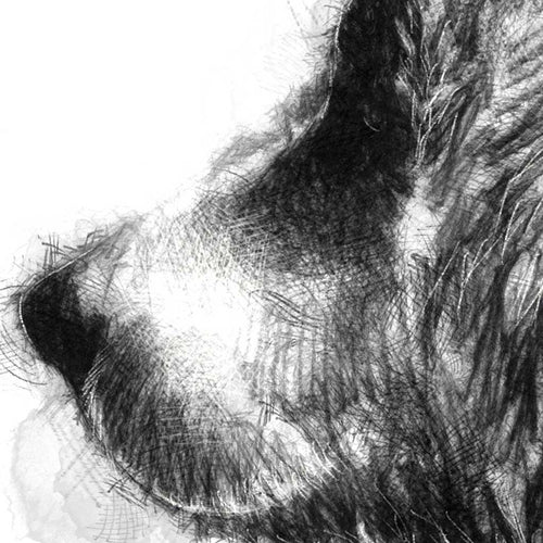 Brown bear