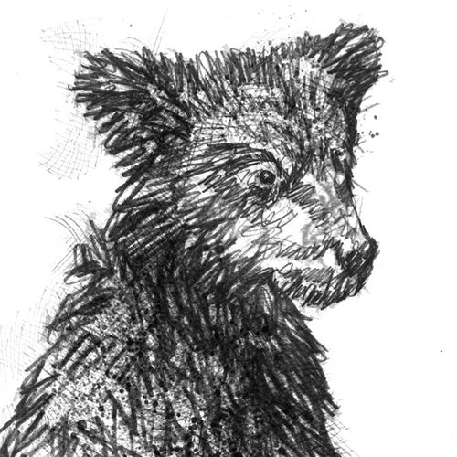 Bear cub