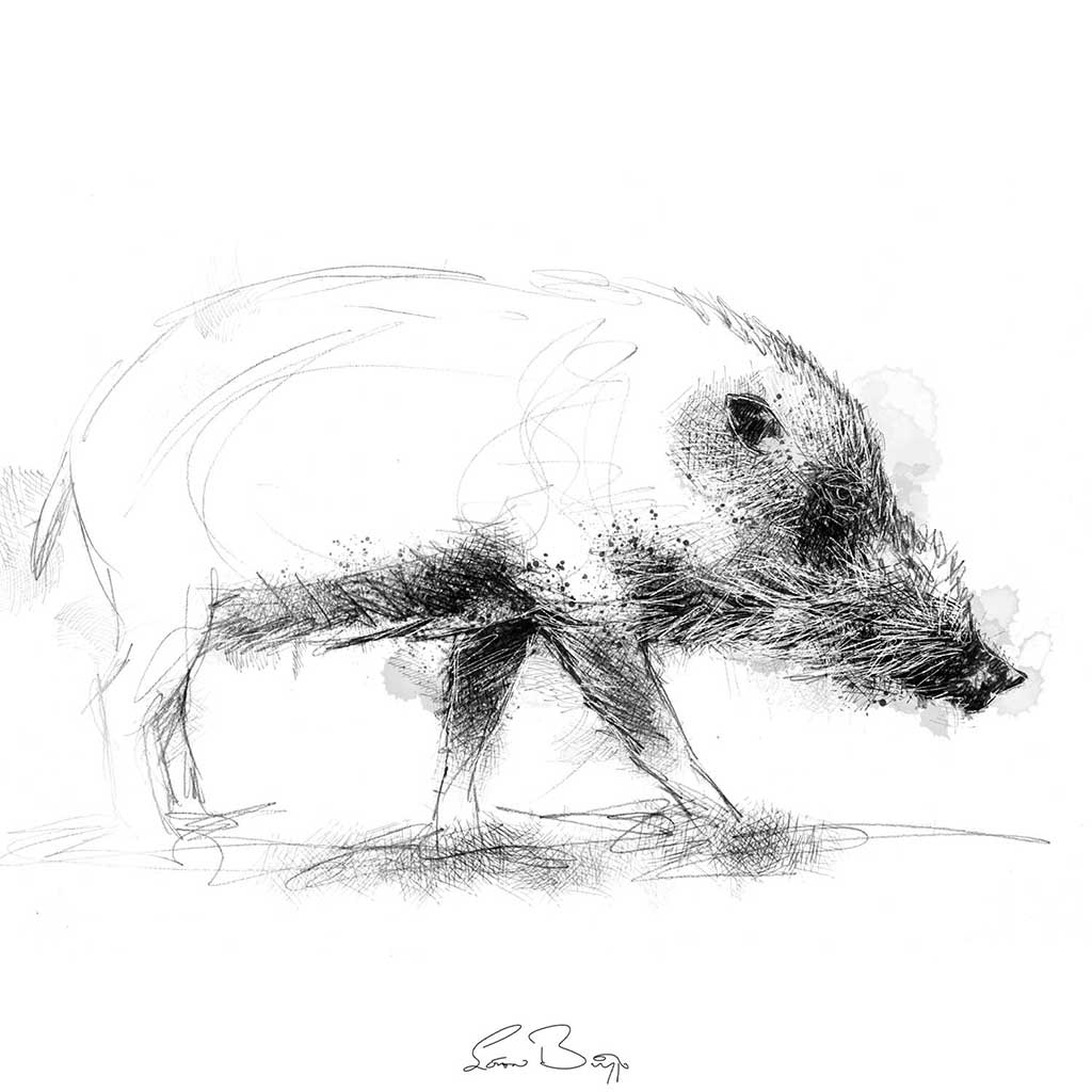 Bearded pig