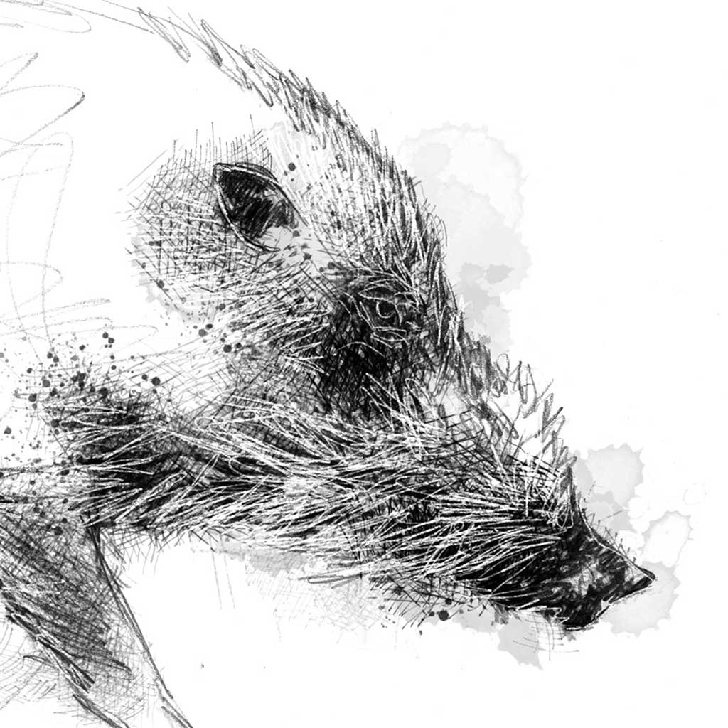 Bearded pig