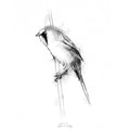 Bearded tit