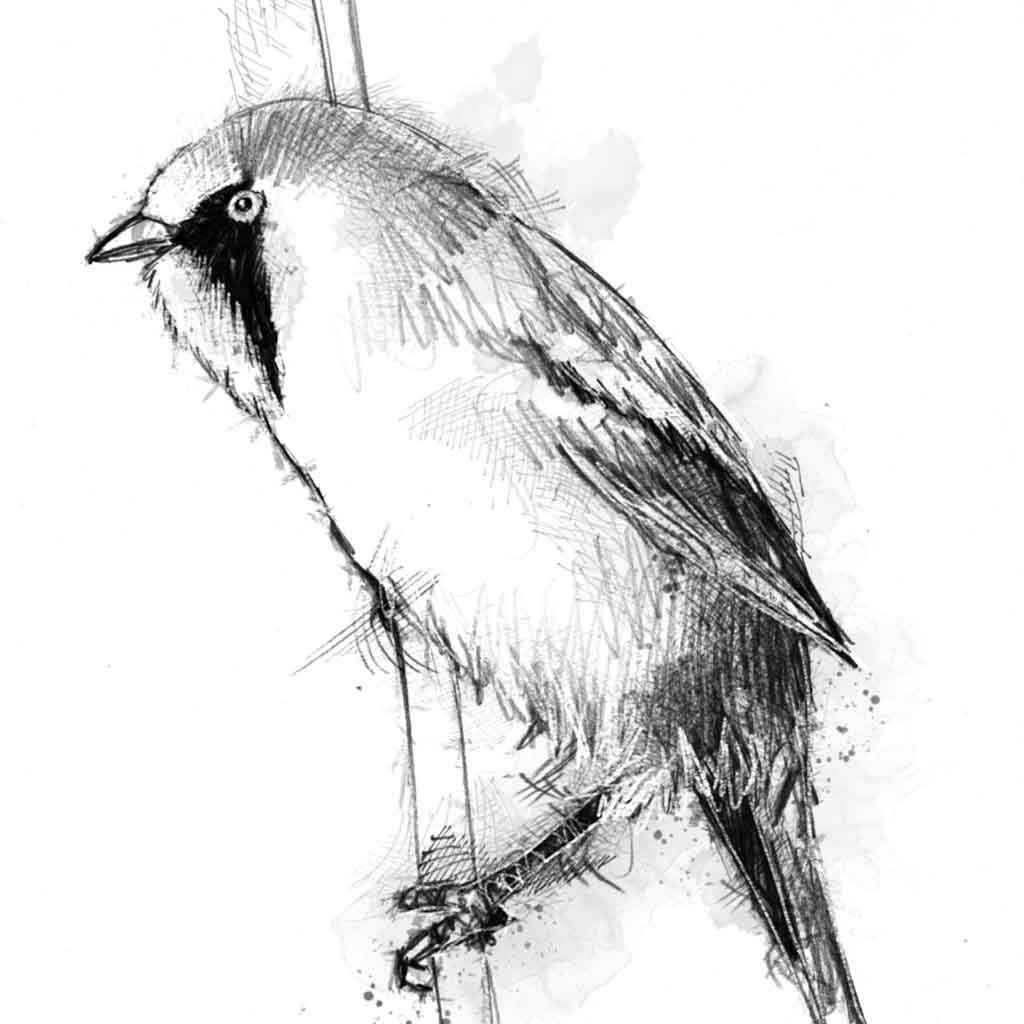 Bearded tit