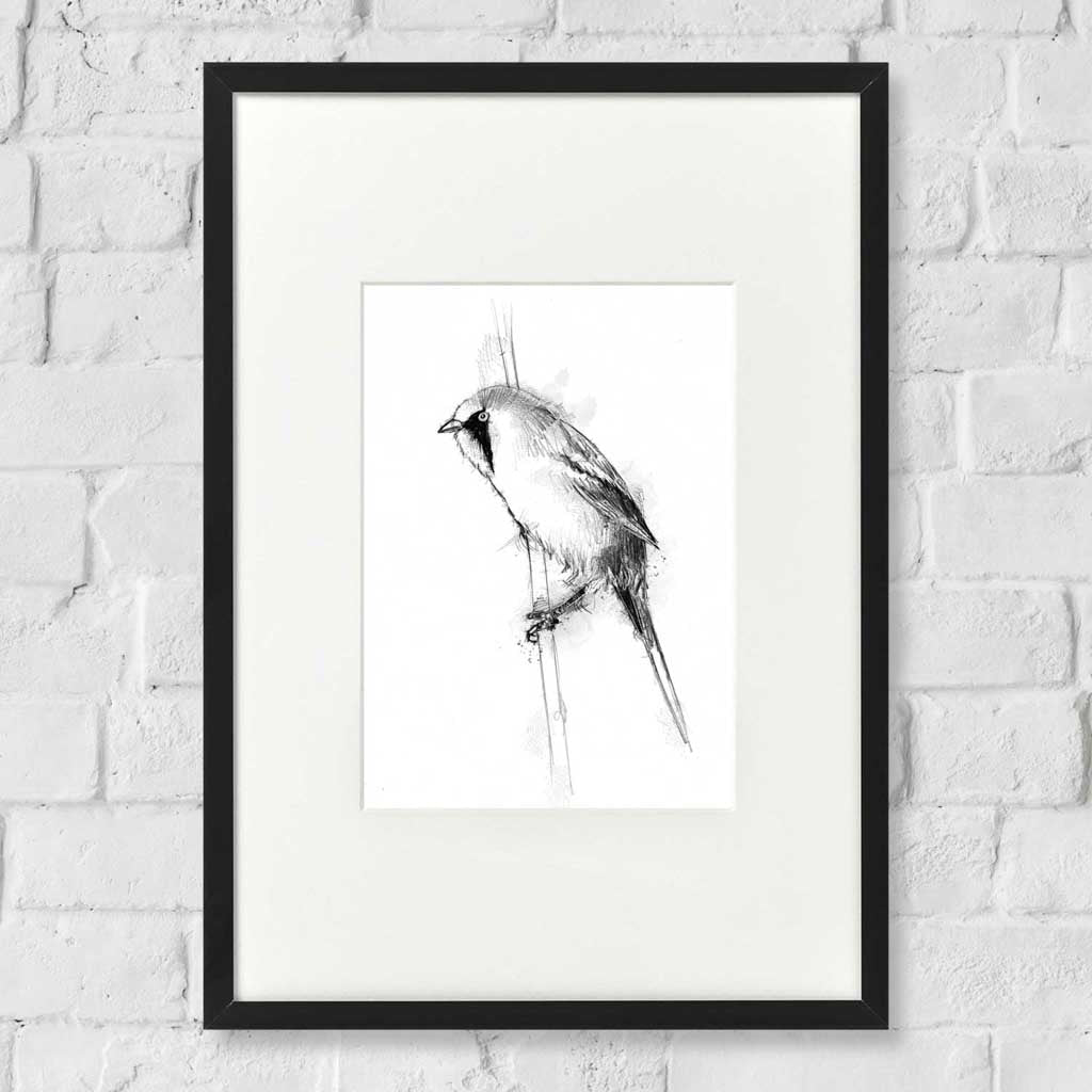 Bearded tit
