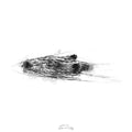 Beaver swim