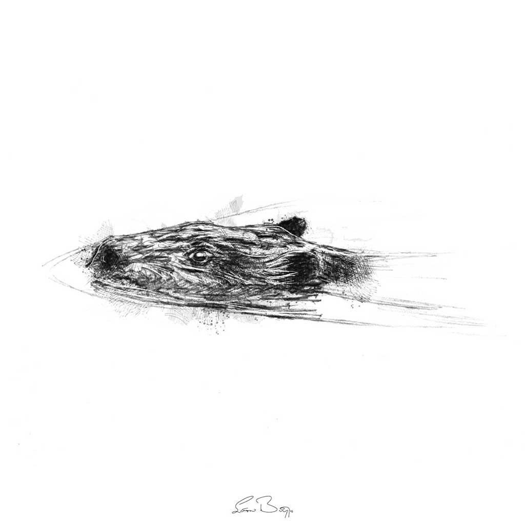 Beaver swim
