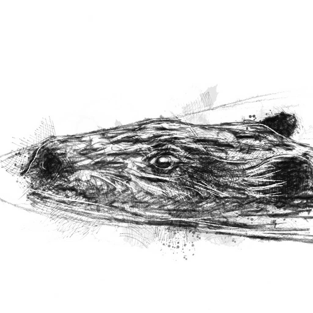 Beaver swim