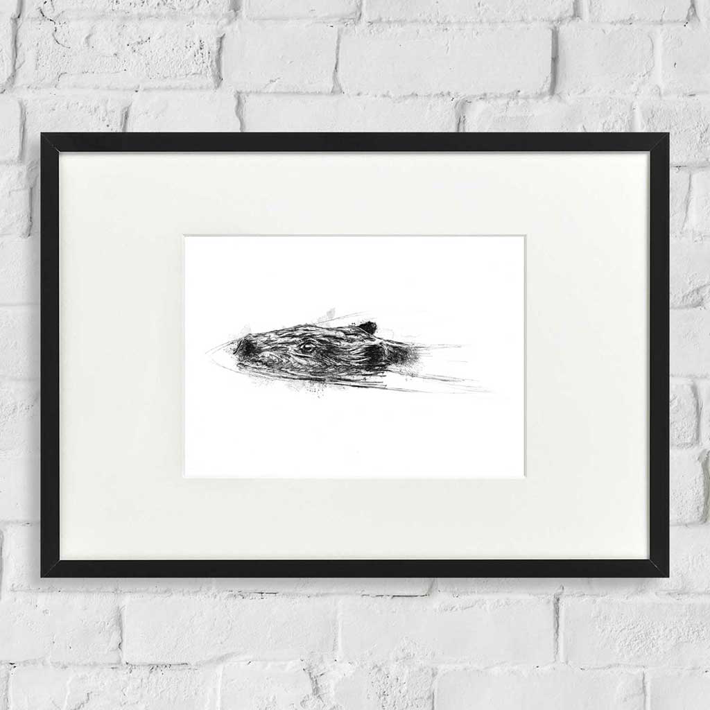 Beaver swim