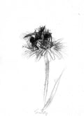 Bumble bee