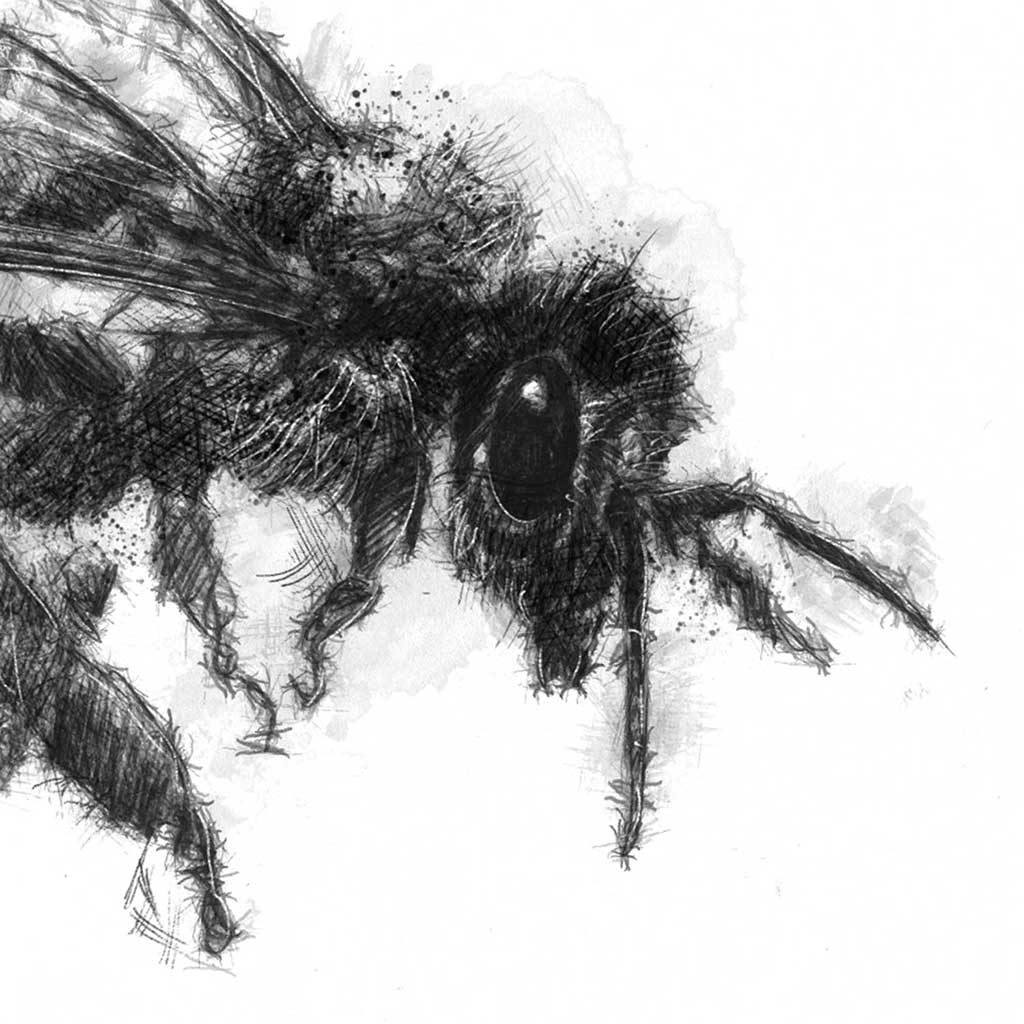 Honey bee