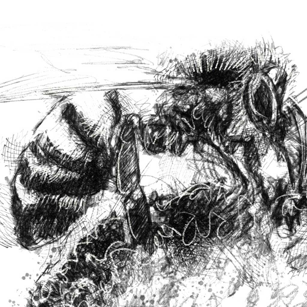 Honey bee