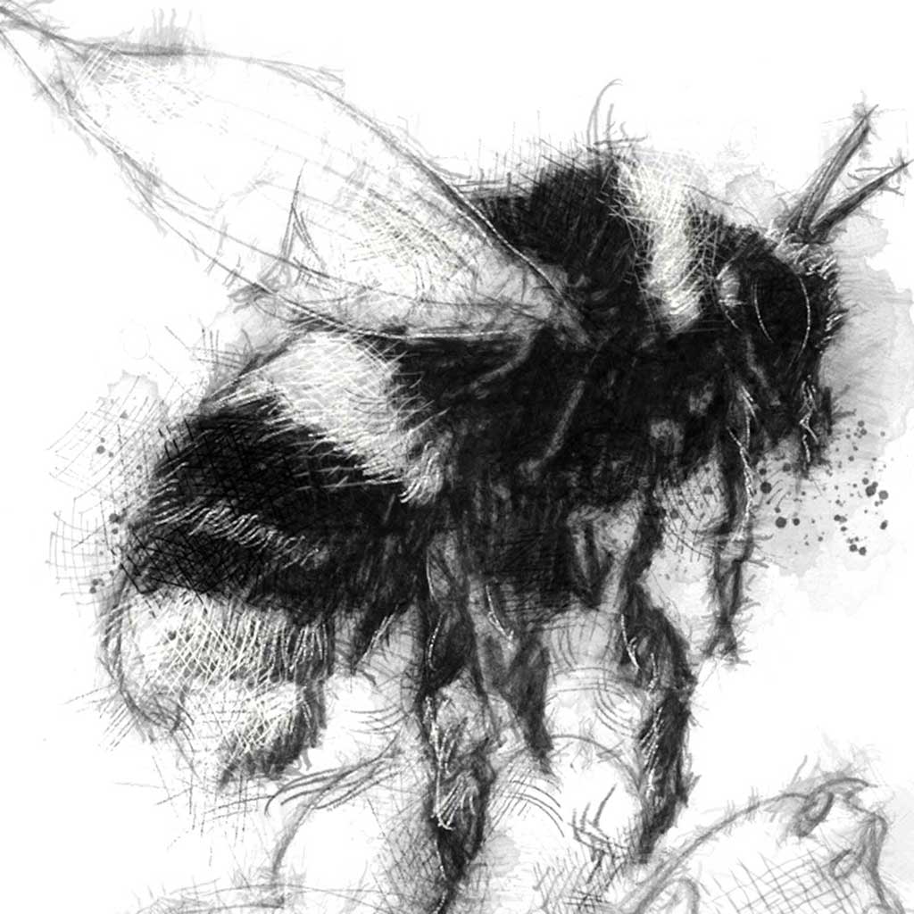 Bumble bee