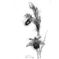 Bee orchid