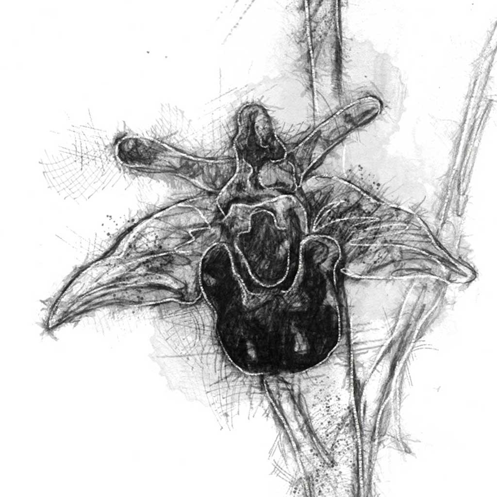Bee orchid