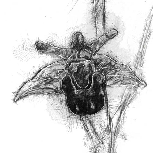Bee orchid
