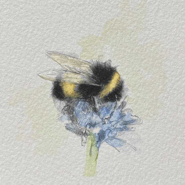 Bumble bee mini sketch