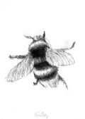 Bumble bee