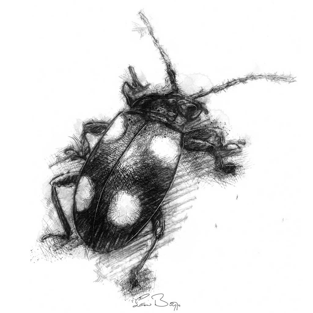 Spotted beetle