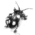 Spotted beetle