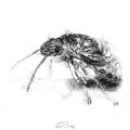 Weevle beetle