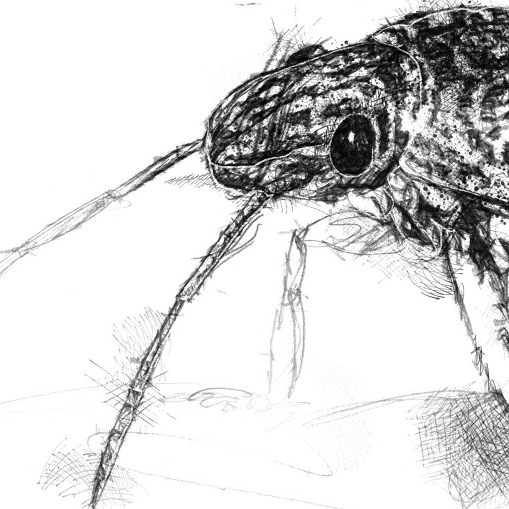 Weevle beetle