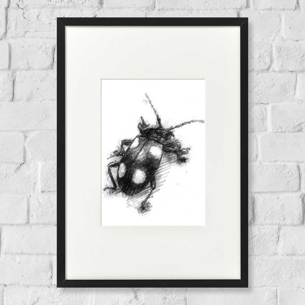Spotted beetle