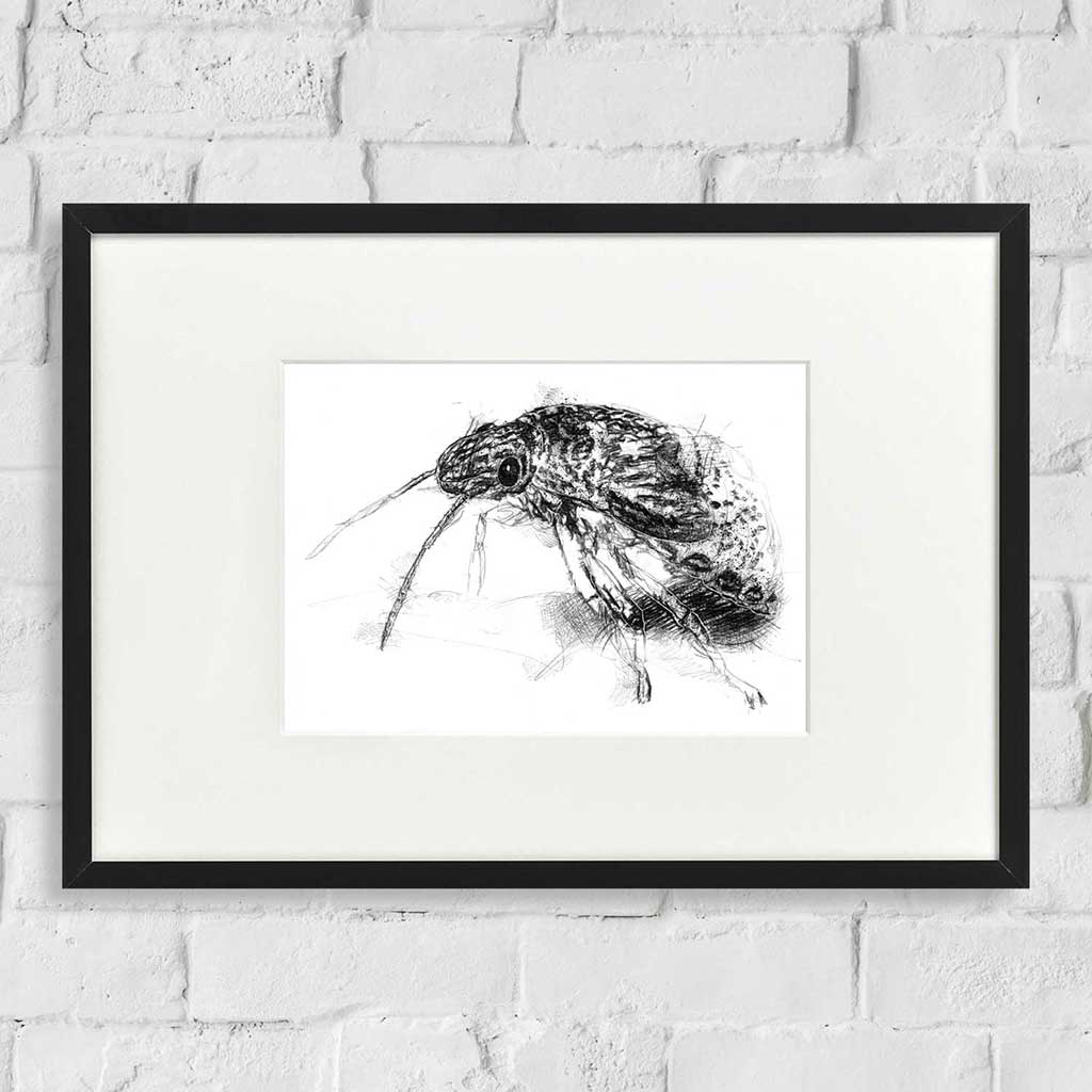 Weevle beetle