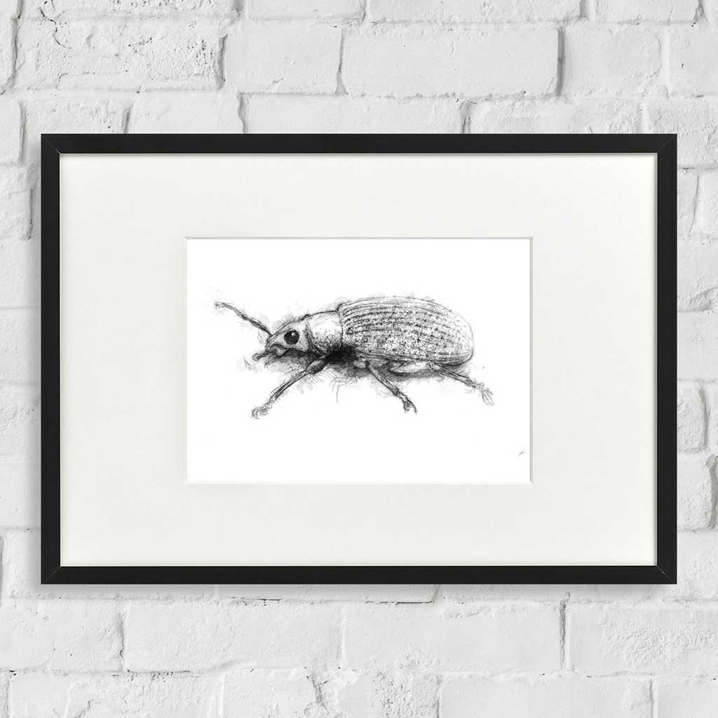 Little weevil