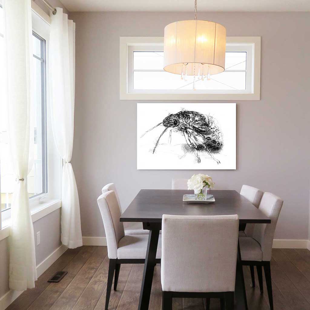 Weevle beetle