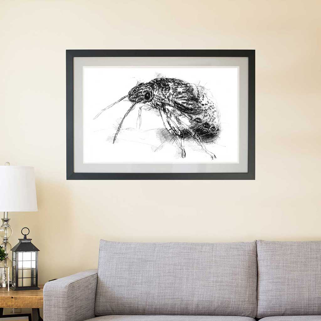 Weevle beetle