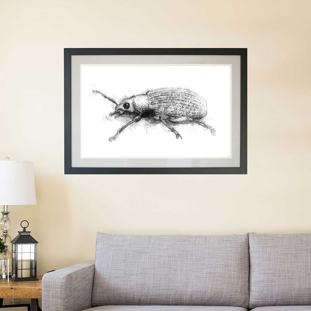 Little weevil