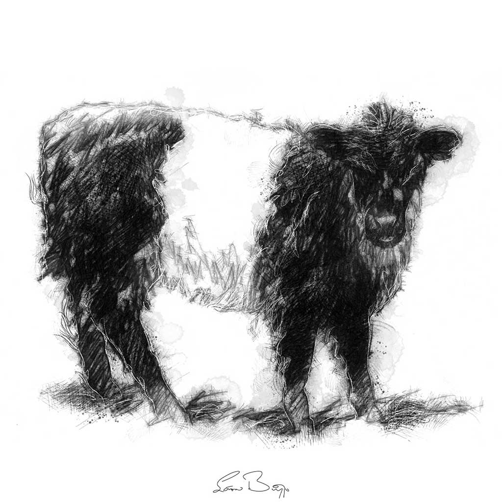 Belted Galloway calf