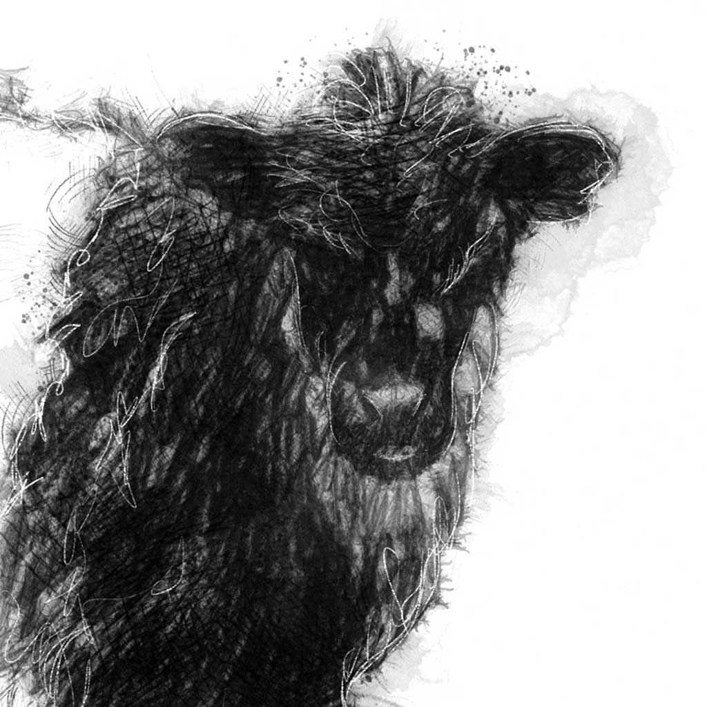 Belted Galloway calf