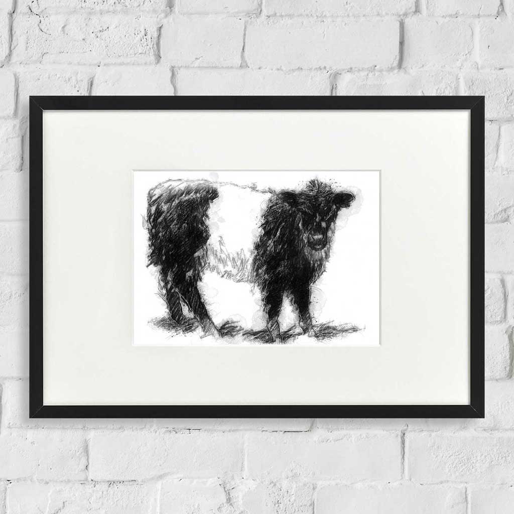 Belted Galloway calf