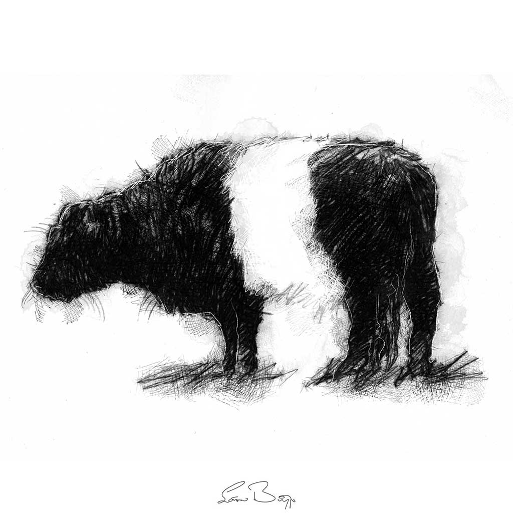 Belted Galloway cow