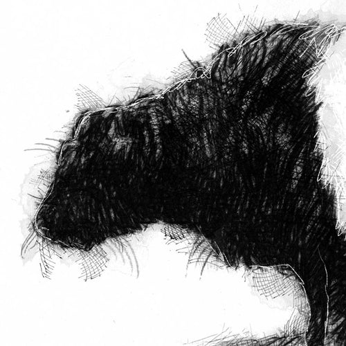 Belted Galloway cow