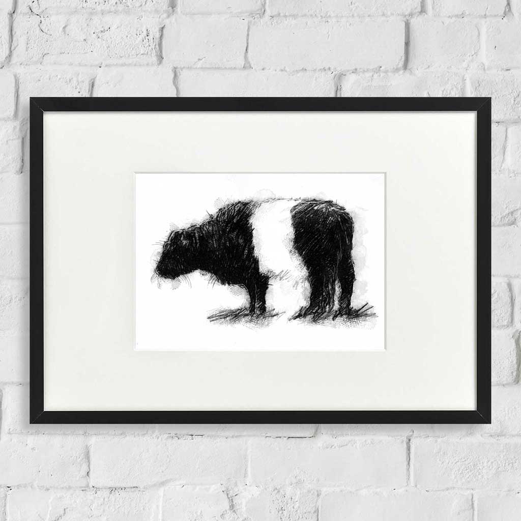 Belted Galloway cow