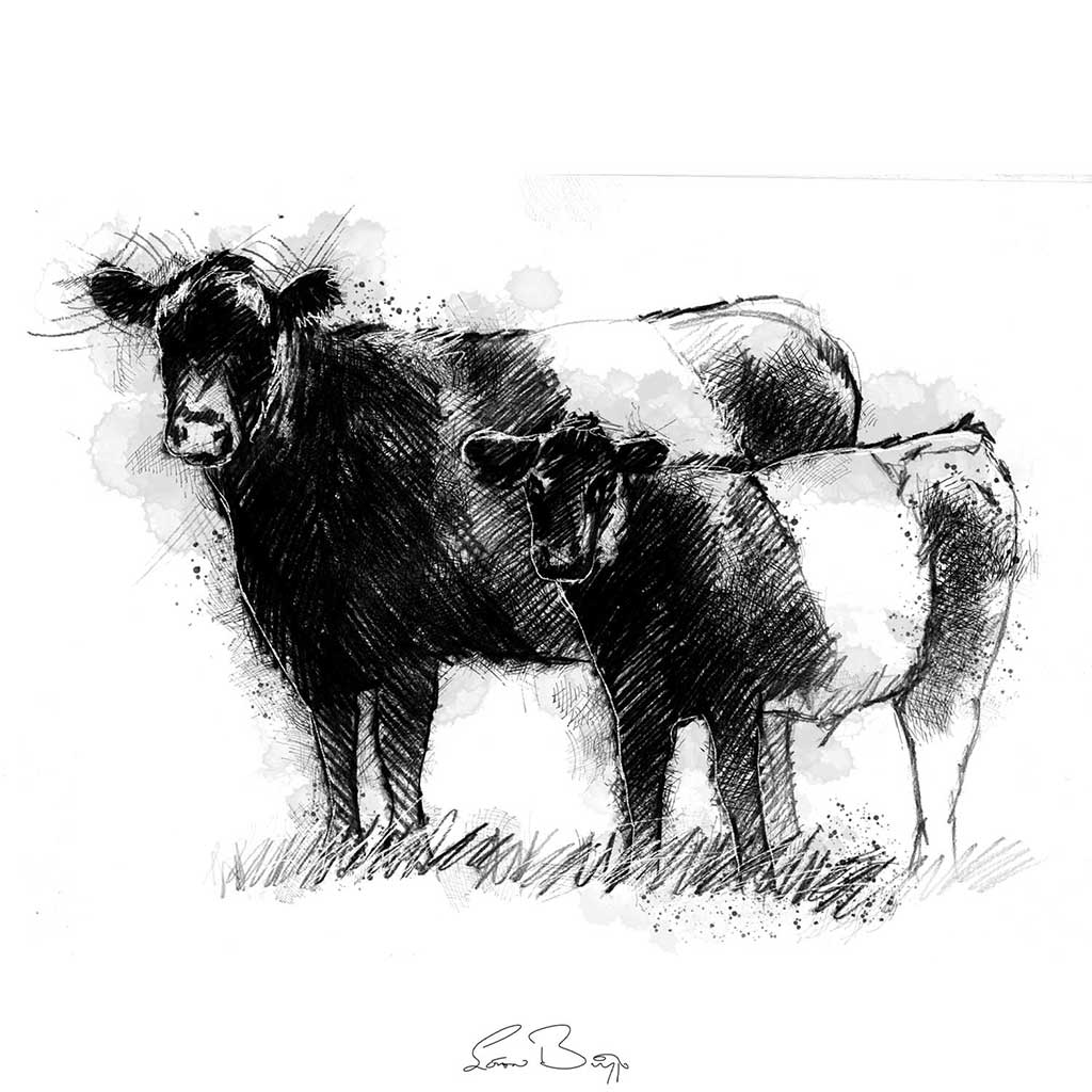 Belted galloway cow and calf