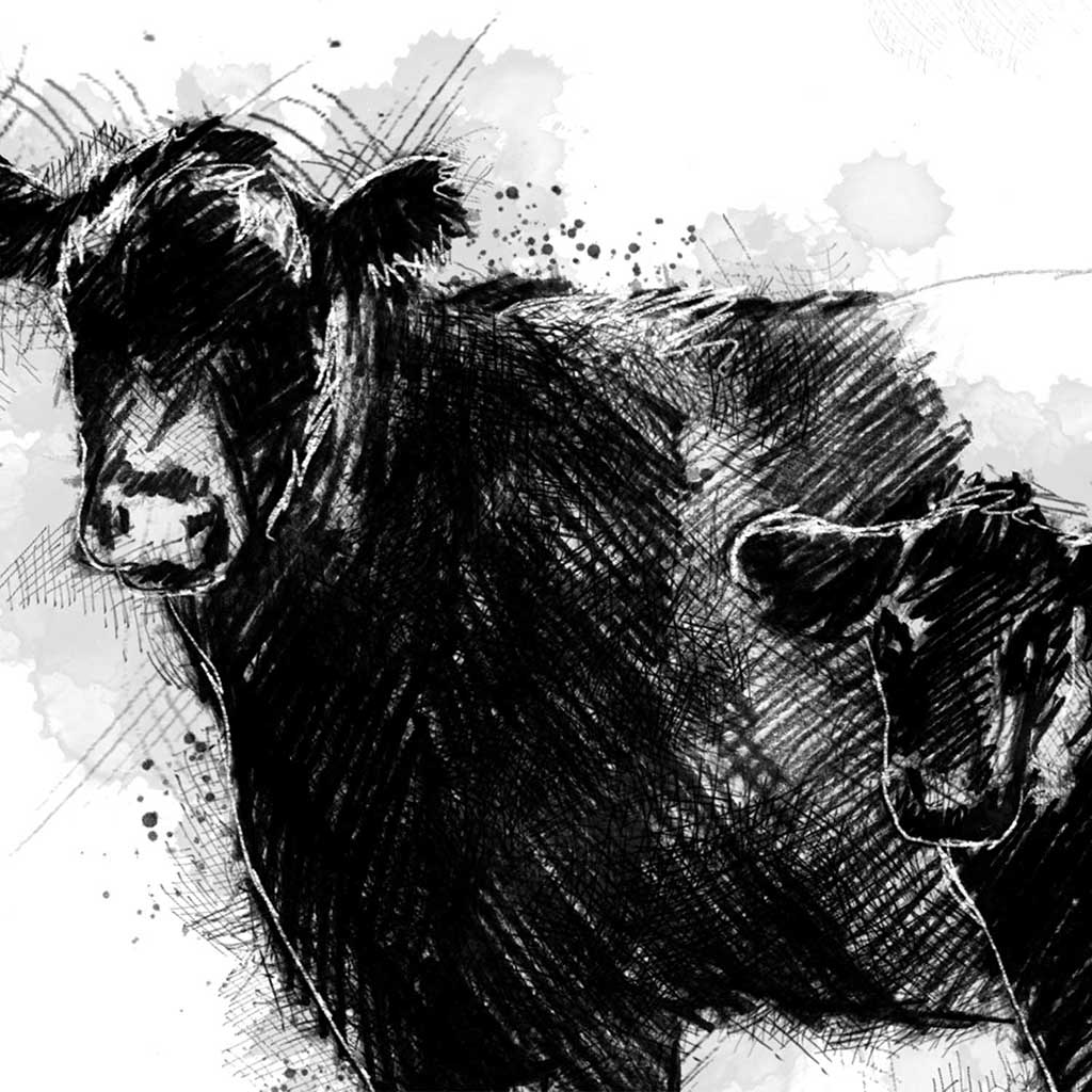 Belted galloway cow and calf