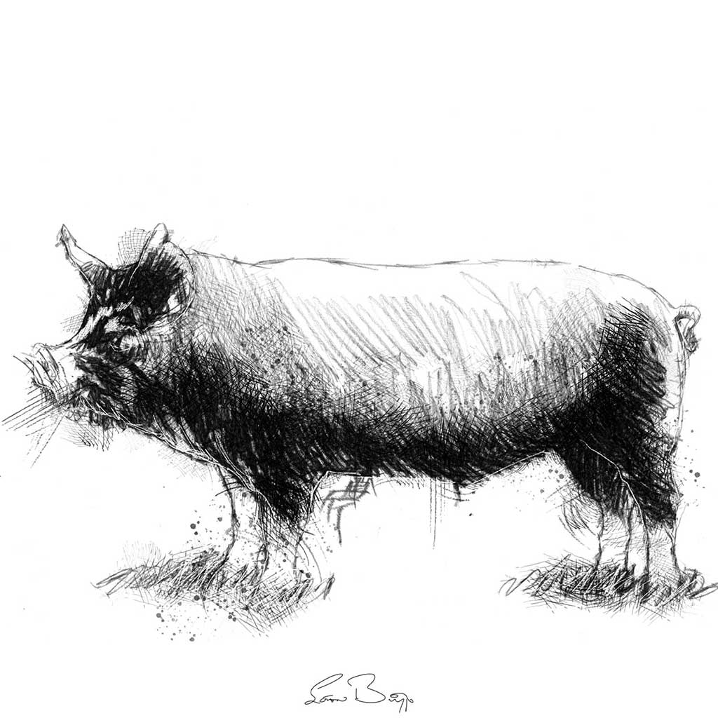 Berkshire rare pig