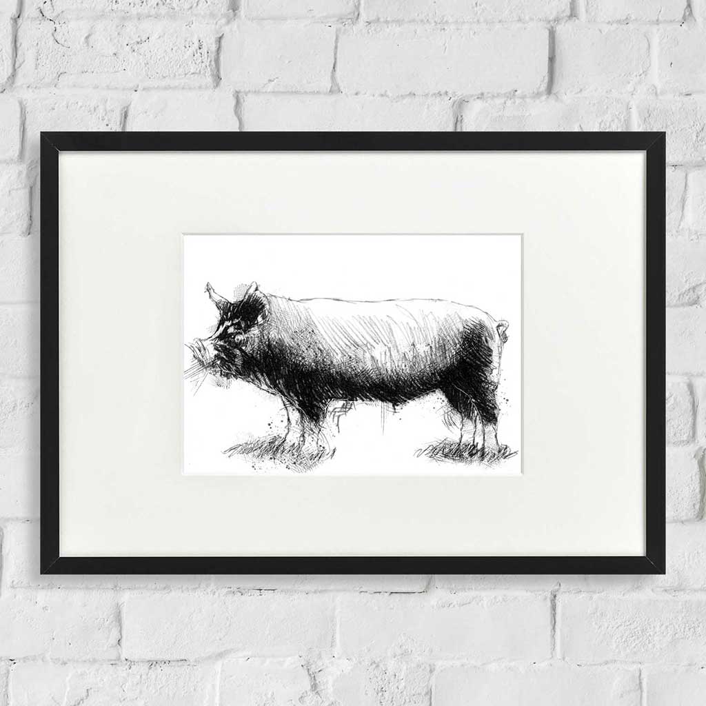 Berkshire rare pig
