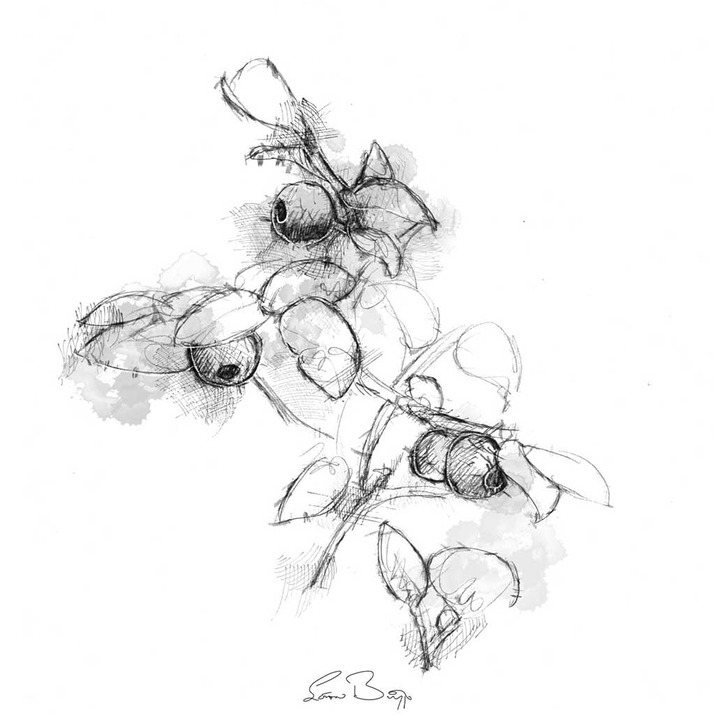 Wild bilberry