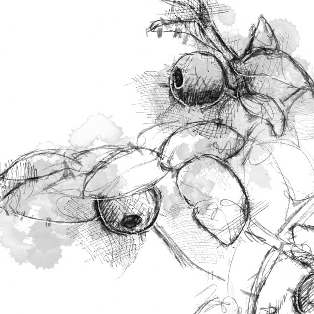Wild bilberry