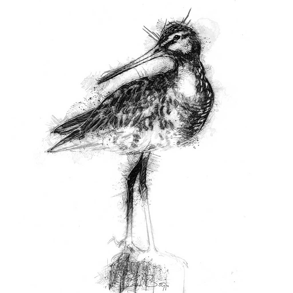 Godwit
