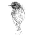 Young songbird