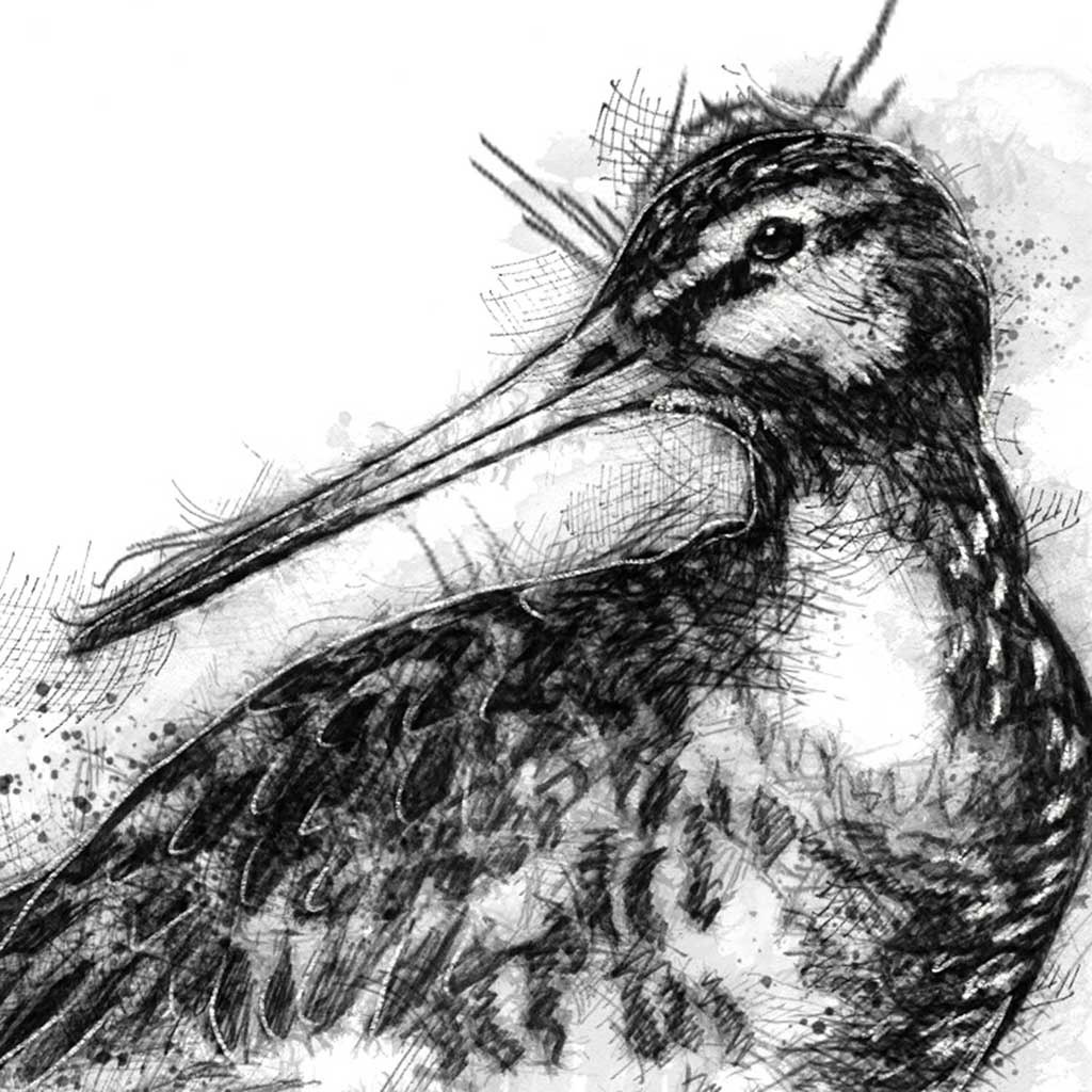 Godwit