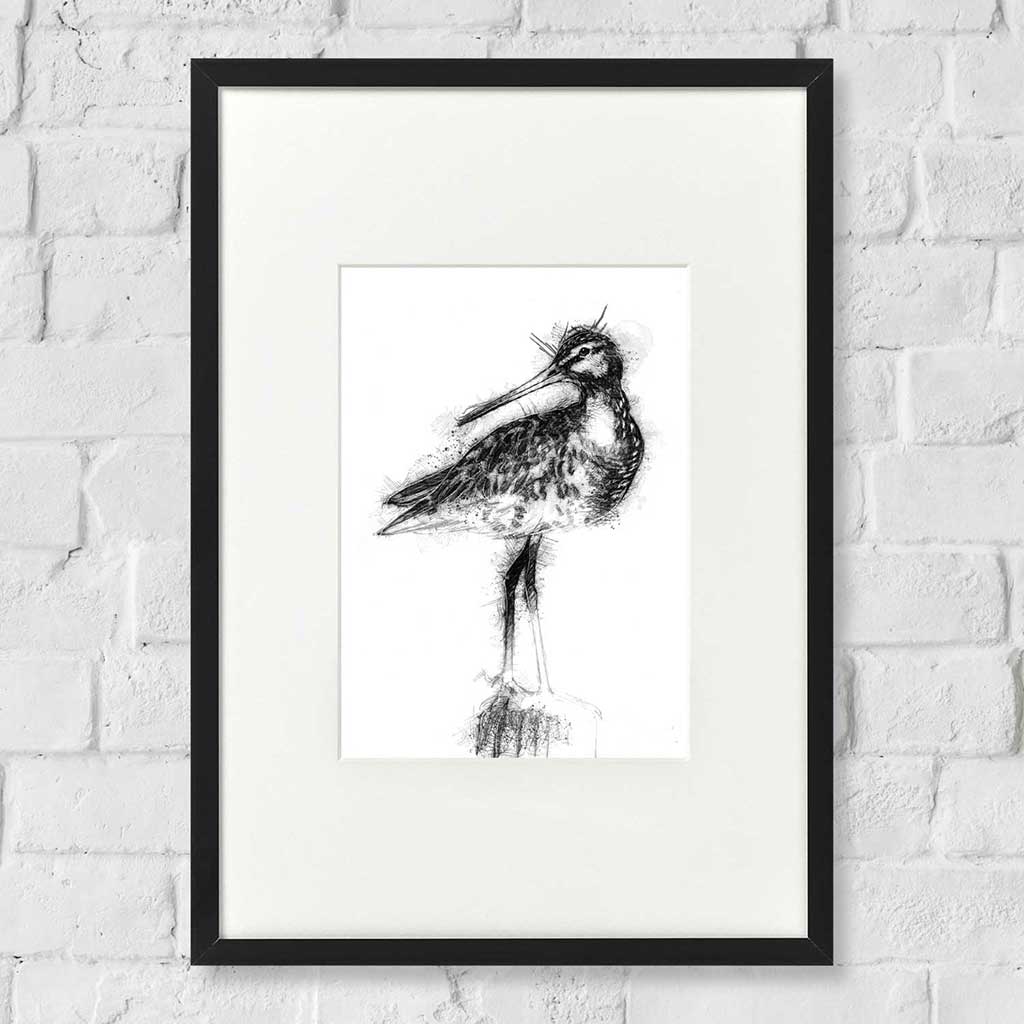 Godwit