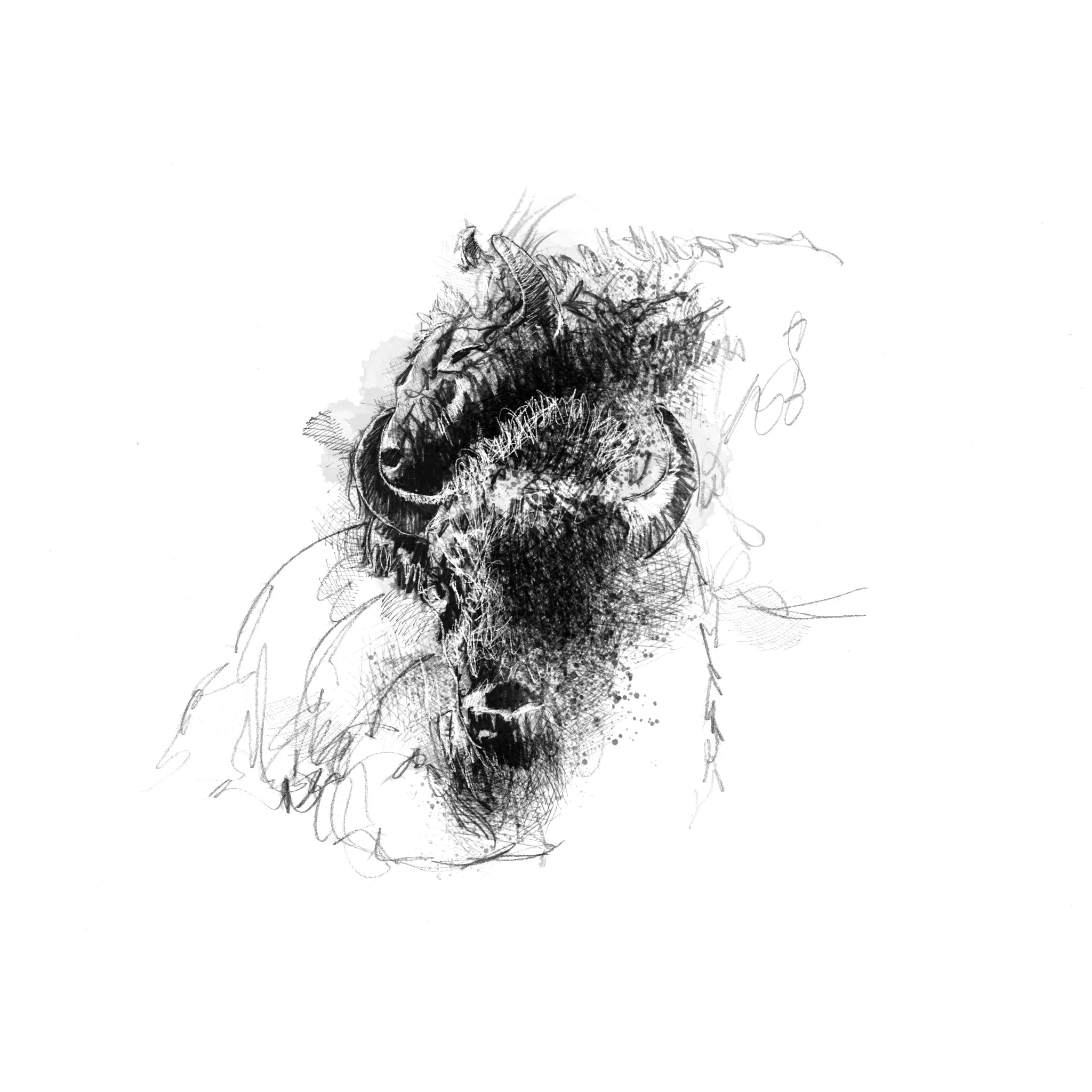 Bisons - BW Sketch