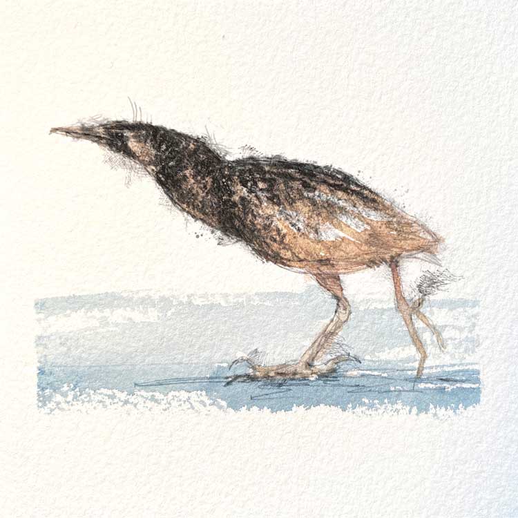 Bittern original mini sketch
