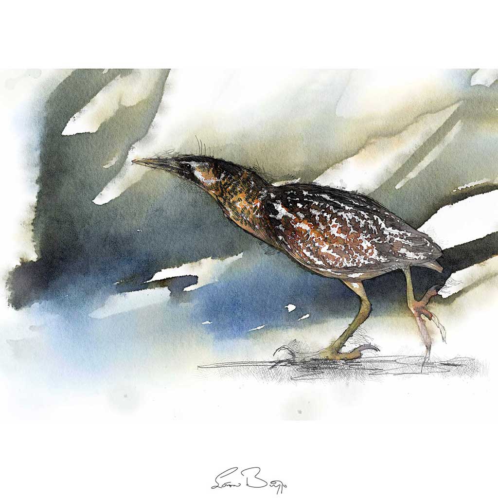 Bittern